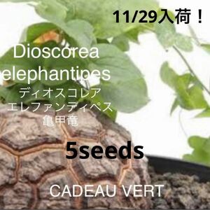 亀甲竜☆ディオスコレアエレファンティペス種子5粒プラス1粒