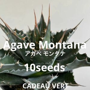 Agave montana★アガベ モンタナ種子10粒プラス1粒