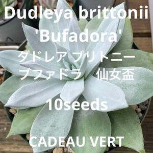 多肉植物 種子☆ダドレア ブリトニー ブファドラ 仙女盃　種子10粒プラス1粒
