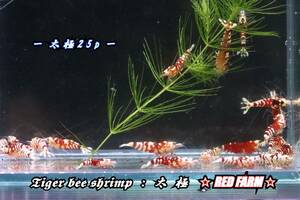 【RED FARM】 特選 ★ Tiger bee shrimp ： 太極 25P ★