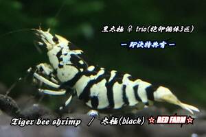 【RED FARM】 特選 ★ Tiger bee shrimp / 太極 (black) trio (抱卵♀のみ3匹）★ 即決特典有 ★