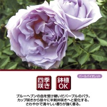 送料無料　ルシファー6号鉢　春開花株予約　　鉢植え バラ 薔薇 河本バラ園 ヘブンシリーズ 大苗 開花苗_画像2