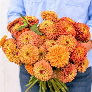 【花の種】ジニア☆クイーンライムオレンジ 種子 約20粒！切花 ドライフラワー