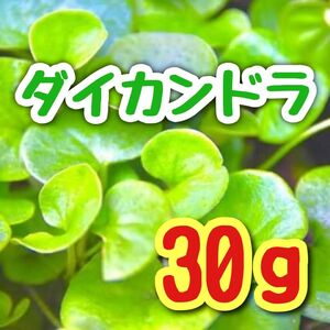 【最強グランドカバーの種】ダイカンドラ 花の種子 30g！緑肥 芝生代用