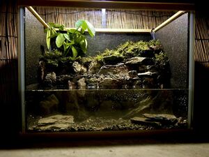  water. current .. terrarium aquarium moss terrarium 