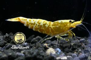 【EbiAtion】【ATION GOLD】GOLD GALAXY FISHBONE トップクラス雄1匹＋おまけ雌　ペア