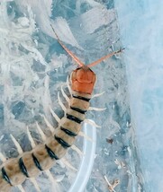 タイ産 オオムカデ Scolopendra morsitan tiger 約１０cm 画像個体！_画像4