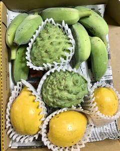 人気の沖縄産アテモヤ、アップルバナナ、レアなエッグフルーツ の３種