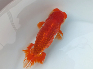 ★らん弐ちゃんファーム★│124│　二歳魚　約14.5cm　雄