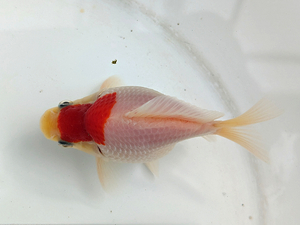 ★らん弐ちゃんファーム★│137│　玉サバ　明二歳魚　約9.5cm　雄