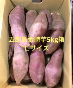 加賀野菜　五郎島金時芋5kg箱　Ｌサイズ