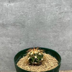 【希少】Discocactus bahiensis HU437 産地データ付き　ディスコカクタス　バヒエンシス　サボテン　カキコ