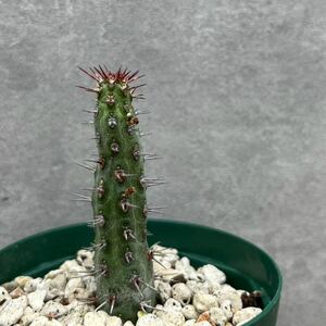 【希少】Euphorbia dasyacantha ユーフォルビア　ダシアカンサ　ソマリア　サボテン　多肉植物