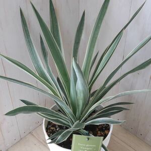 .. yucca Glo rio sa Varie ga-ta6 size pot 