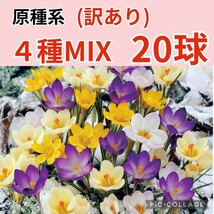 今季ラスト《訳あり＆発芽球根》原種系クロッカスMIX ４種20球　《定価の半額以下》　_画像1