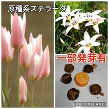 開花すると星形に♪