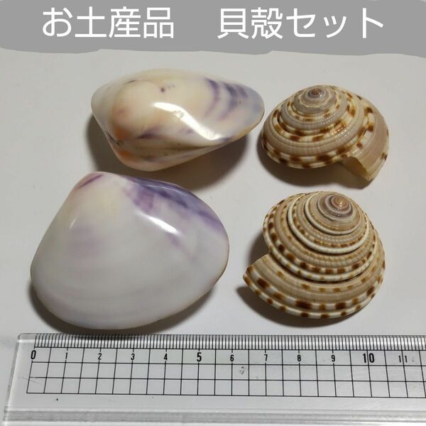 貝殻　お土産品　大きめサイズ