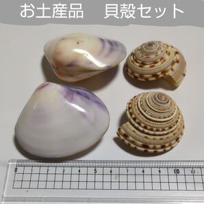貝殻 お土産品 大きめサイズ