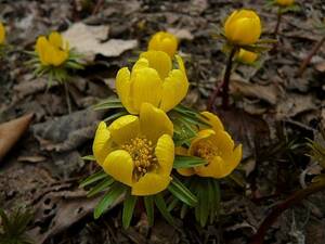 山野草　南ヨーロッパ原産「黄花セツブンソウ」