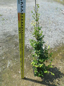 トキワマンサク（青葉白花） 樹高1.2m前後 18cmポット （4本セット）（送料無料） 苗 植木 苗木 庭