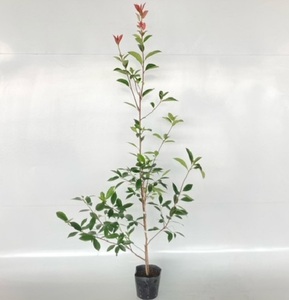 レッドロビン 樹高1.2m前後 15cmポット （8本セット）（送料無料） 苗 植木 苗木 庭