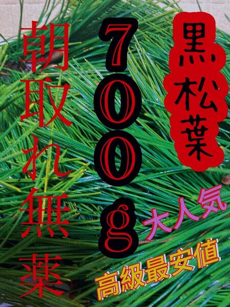 即購入可　即日発送　岡山県　黒松　枝付き松葉　生葉　無農薬　松の葉