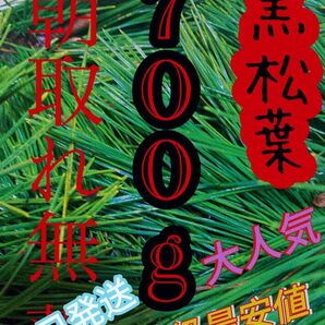 即購入可　即日発送　岡山県　黒松　枝付き松葉　生葉　松の葉農薬栽培期間中不使用