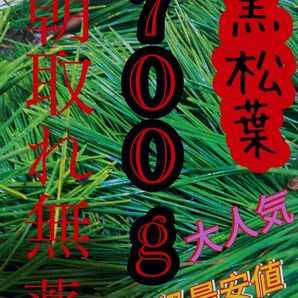 即購入可　即日発送　岡山県　黒松　枝付き松葉　生葉　松の葉農薬栽培期間中不使用