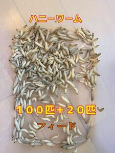 【フィード】ハニーワーム１００匹+２０匹(１.５〜２.５cm前後のサイズ)