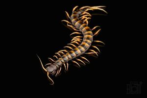 【CHベビー】スラウェシブラック/Scolopendra subspinipes 1匹　幼体　ムカデ