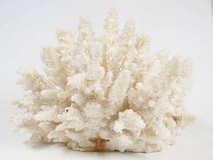 中古★白珊瑚 サンゴ コーラル 置物 標本 インテリア オブジェ