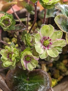 雪割草　（緑に赤シベ）希少品で御座います。１枚目の写真は参考写真です。硬質角プラポット植えです。