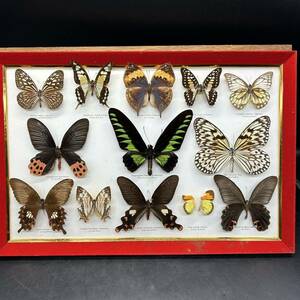 標本 蝶 蝶の標本 額入り 蝶標本 蝶々　昆虫標本　チョウチョ　装飾品　オブジェ 573