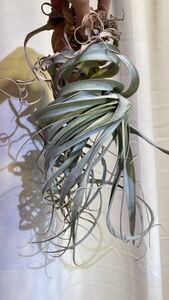 Tillandsia xerographica 'tornado' ティランジア　キセログラフィカ　'トルネード' 変異個体　※商品説明をお読み下さい