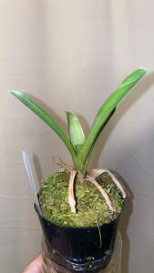 Brocchinia reducta ブロッキニア　レドゥクタ 由来付き　食虫植物　