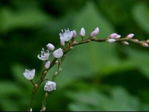 サクラタデ さくらたで 茶花 山野草　(8株)