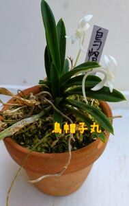 富貴蘭 鳥帽子丸　　(1芽)植物一般