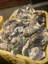 【在庫処分SALE】牡蠣殻　水質改善　ph調整　濾過材　ろ材　11～14kg 250〜300枚　最安価　 送料込み　メダカ　鯉　錦鯉　熱帯魚　金魚_画像3