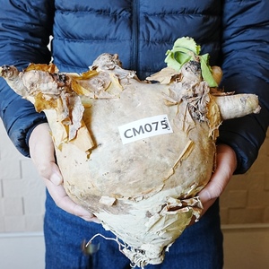 【CM075】特大・キフォステンマ・ウター・マクロプス（ベアルート株） 塊根植物　ほぼボーリングの玉のような大きさ！