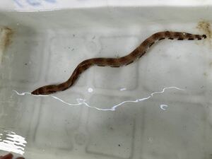 アミウツボ　30-40センチくらい　生体　海水魚　ペット