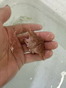 名称不明　カニ　5センチくらい　生体　海水魚　ペット