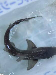 シロサメ　エイラクブカ　ホシザメ　40-60センチくらい　生体　海水魚　ペット