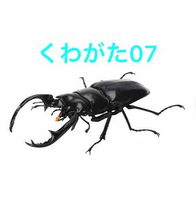 【ウエストウッディオオシカクワガタ】 くわがた07 いきもの大図鑑 クワガタ07 ウエストウッディオオシカクワガタ