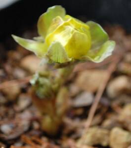 山野草　福寿草　実生から初花☆④