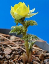 山野草　福寿草　実生から初花☆3_画像3