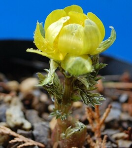 山野草　福寿草　実生から初花☆2