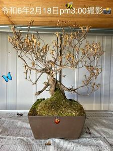 【さつき⑧】皐月　盆栽　サツキ　植物　鉢植え　つつじ科　樹齢50年