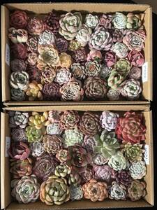 75株　P331+P332株 多肉植物 エケベリア属　Echeveria DC 　ベンケイソウ科　交雑種類　超美苗 サボテン 観葉植物 花 レア種75株セット