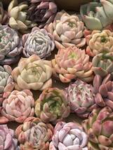 39株　Q117株 多肉植物 エケベリア属　Echeveria DC 　ベンケイソウ科　交雑種類　超美苗 サボテン 観葉植物 花 レア種39株セット_画像2