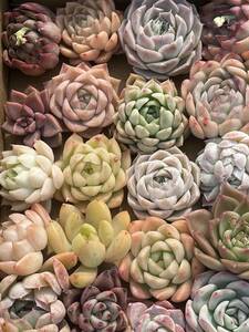 36株　Q119株 多肉植物 エケベリア属　Echeveria DC 　ベンケイソウ科　交雑種類　超美苗 サボテン 観葉植物 花 レア種36株セット